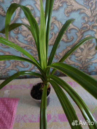 Фикус бенджамина