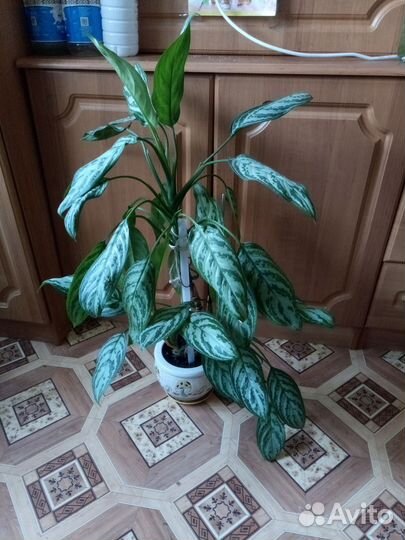 Диффенбахия