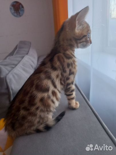 Бенгальские котята