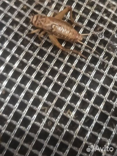Сверчки живые кормовые