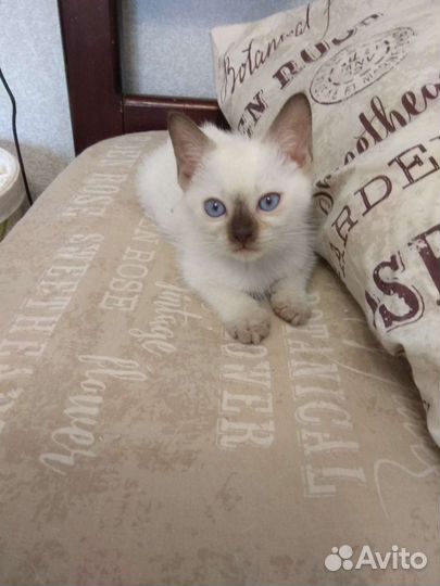 Тайские котята