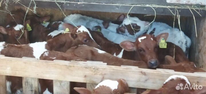 Телята доставка