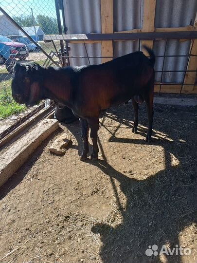 Нубийский козел