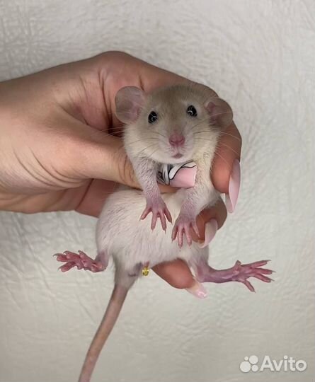 Крысята дамбо. Декоративная крыса. Крысята от Пито