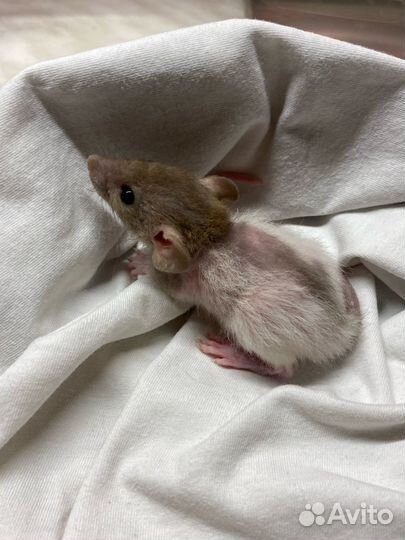 Крысята дамбо