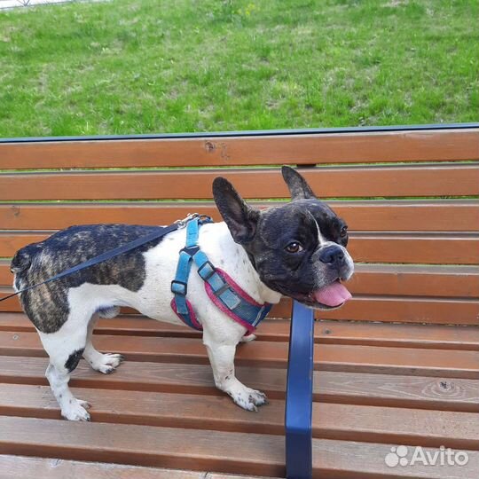 Французский бульдог бесплатно