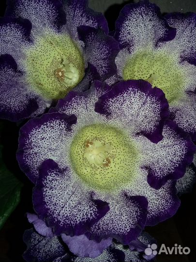 Клубень глоксинии