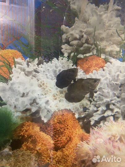 Астронотус