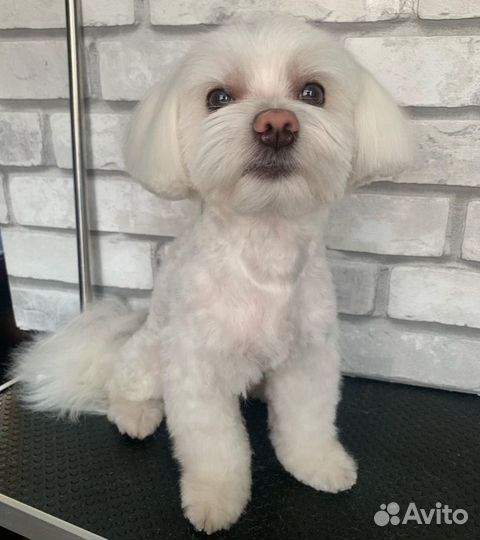 Болонка вязка