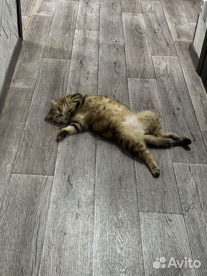 Отдам кошку 1 год в хорошие руки