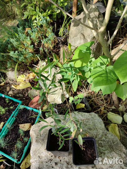 Каллистемон Красивотычинник Саженцы Семена