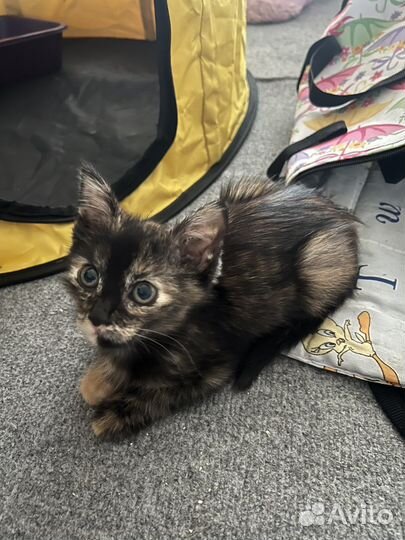 Котенок ищет дом