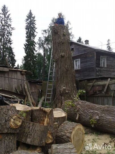 Спил,валка деревьев. Снос домов