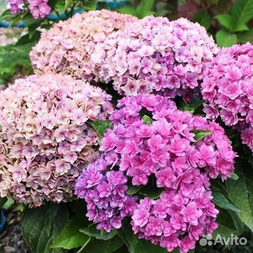Гортензия крупнолистная Ю энд Ми Фореве