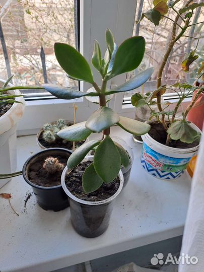 Денежное дерево