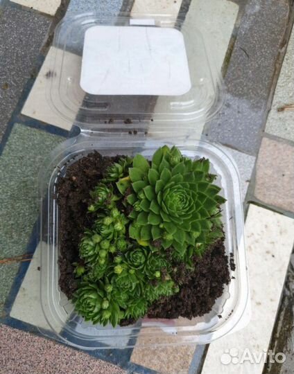 Суккуленты