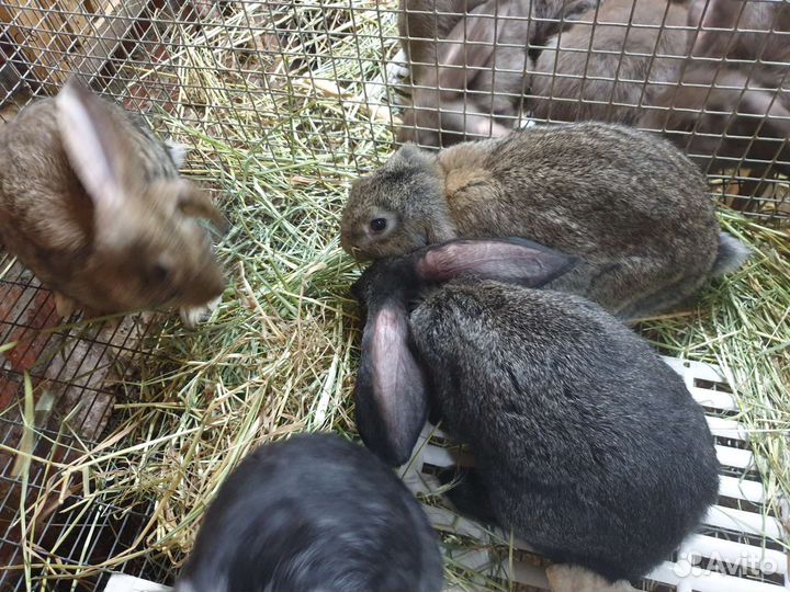 Кролики,помесь