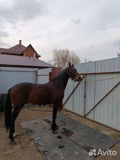 Продам лошадь