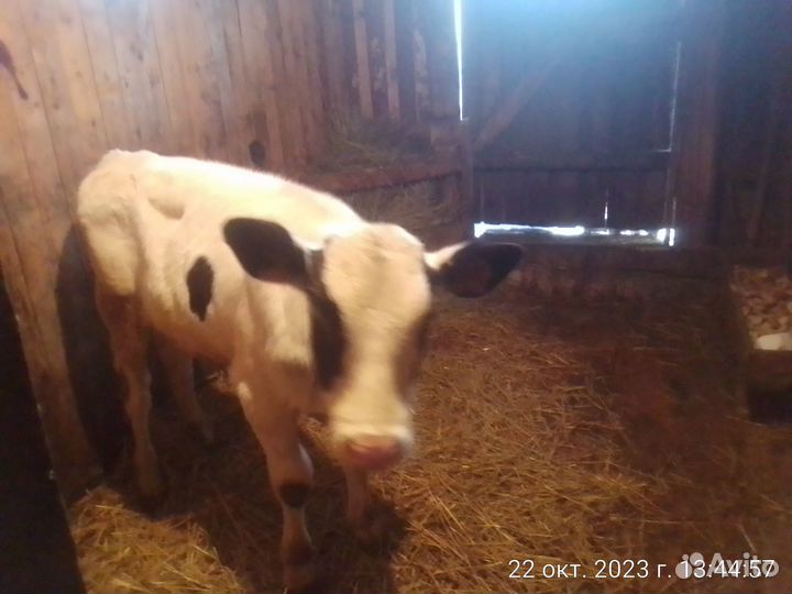 Бычёк голштин