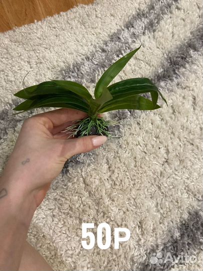 Декор для аквариума