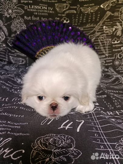 Щенок Пекинес девочка