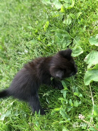 Отдам в хорошие руки котенка