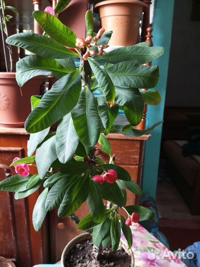 Молочай миля крупноцветковый. Алое лечебное