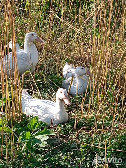 Гусь, мулард, бройлер