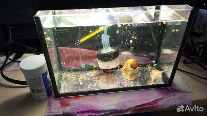 Аквариумные рыбки