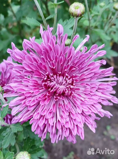 Хризантемы