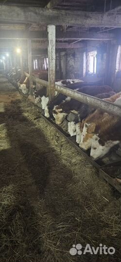 Быки и тёлки