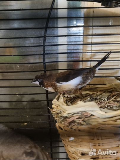 Японские амадины