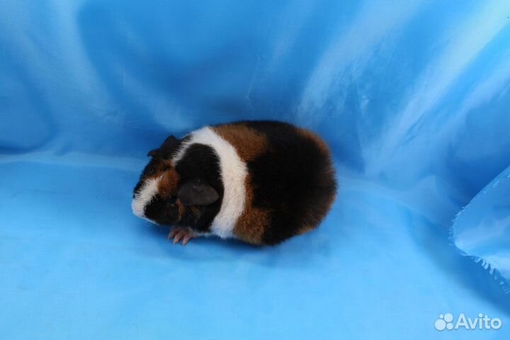 Морские свинки Американский Тедди