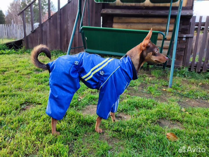 Одежда для собак