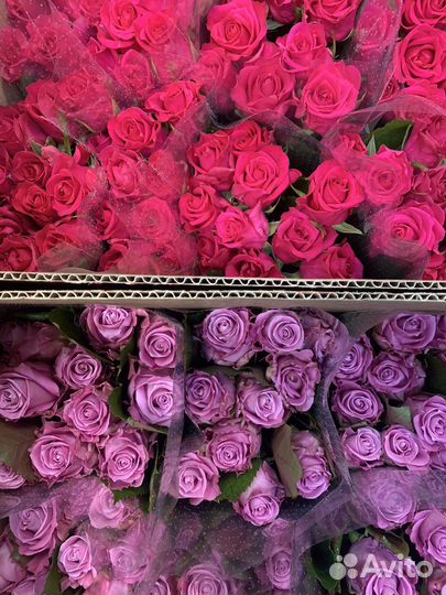 Цветы розы оптом, 101 роза, 51 роза