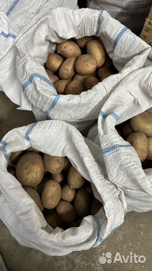 Свежий картофель