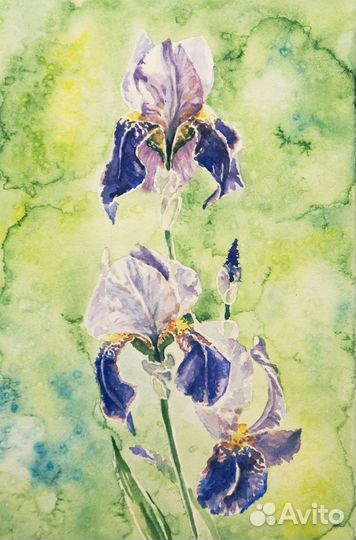 Ирисы в саду. Акварельная картина