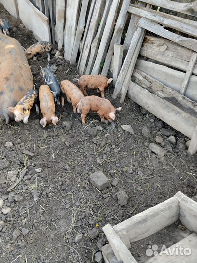 Продам домашних поросят
