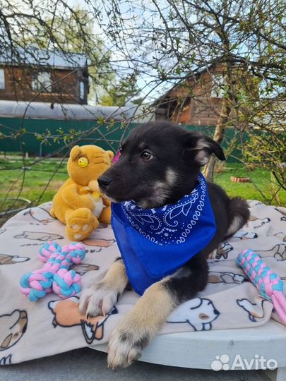 Щенки овчарки в добрые руки