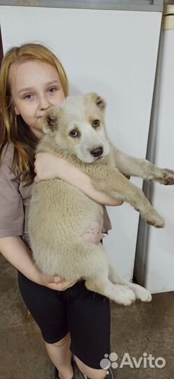 Предлагаем очаровательных щенков сао(Алабай)