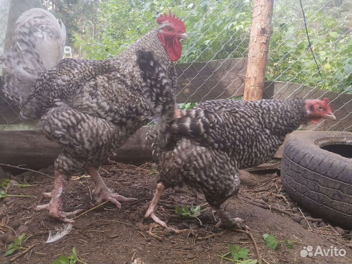 Мехеленская кукушка семья 6+1