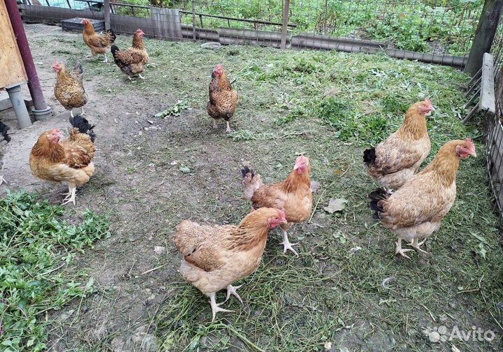 Куры несушки