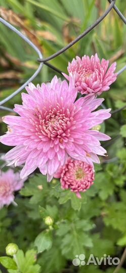 Хризантема корейская