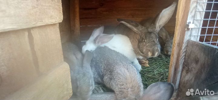 Кролики мясных пород