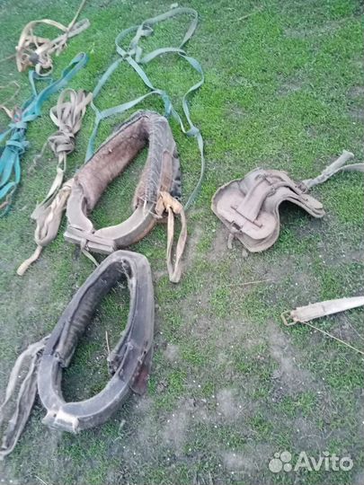 Сбруя для лошади