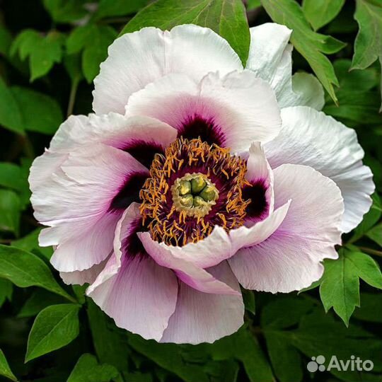 Саженцы древовидного пиона