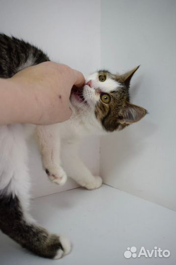 Шалун Гермес