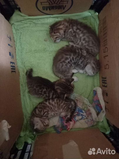 Бенгальский котенок