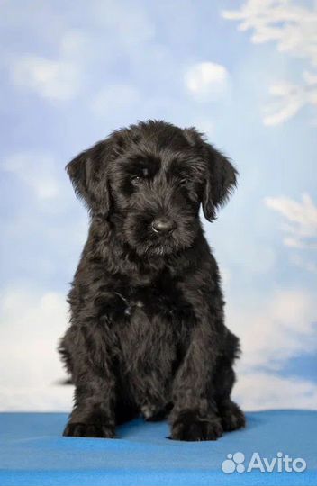 Ризеншнауцер