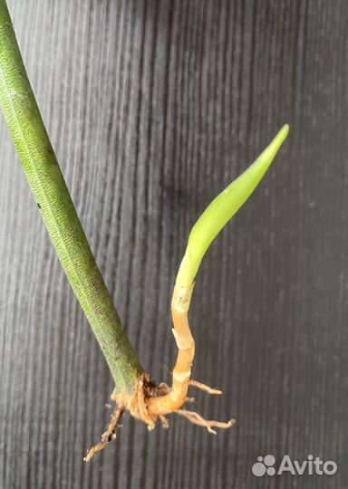 Сансевиерия микадо